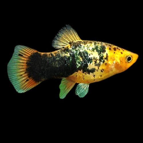 Xiph.maculatus   Platy gold calico M